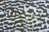 Sporen in het zand, net een zebra